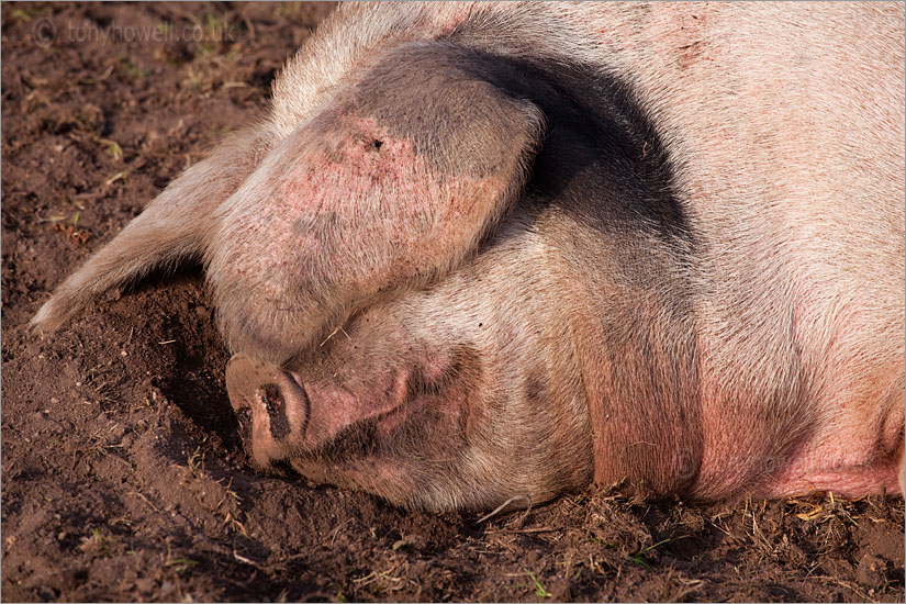 Pig sleeping