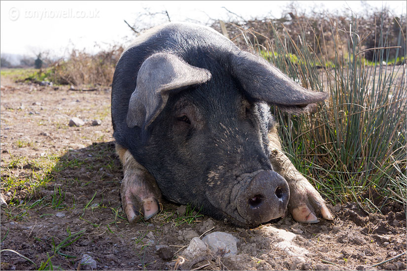 Pig enjoying the sunshine