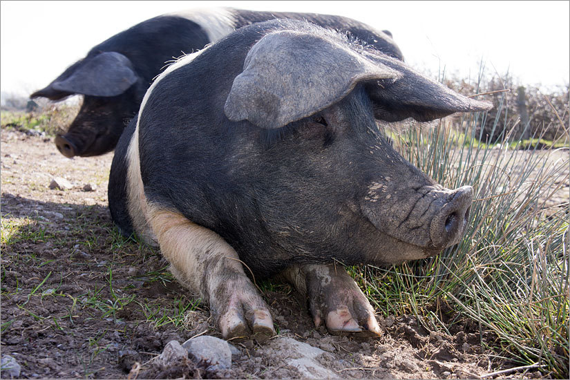 Pigs enjoying the sunshine