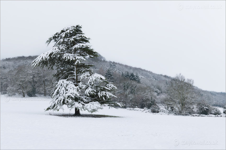 Pine Tree