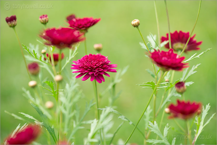 Pink Daisies - Argyranthemum