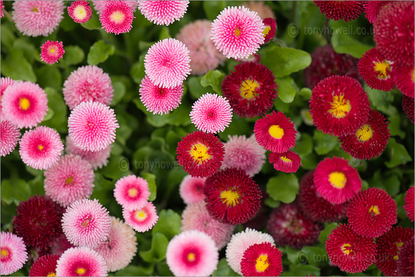 Pink Daisies - Bellis