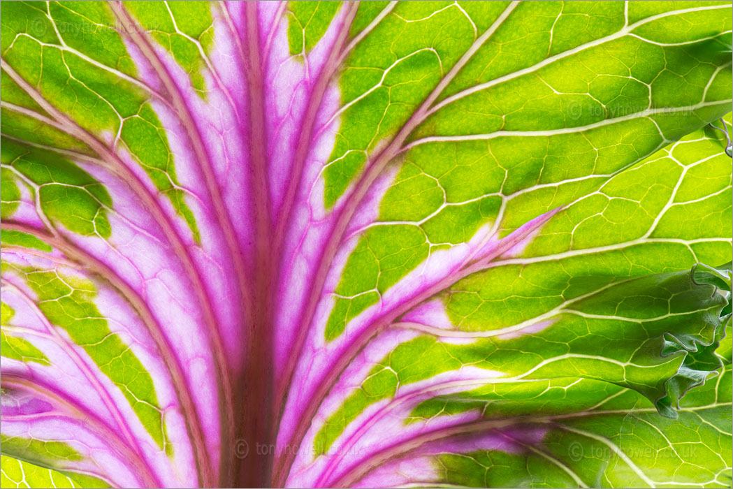 Pink and Green Cabbage Leaf