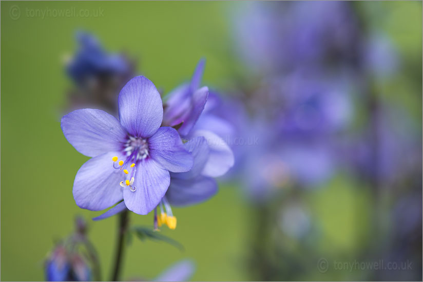 Polemonium, Jacobs Ladder