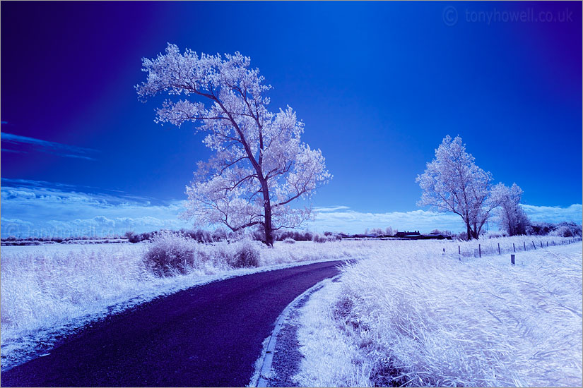 Poplar Tree nr Mark (Infrared Camera, turns foliage white)