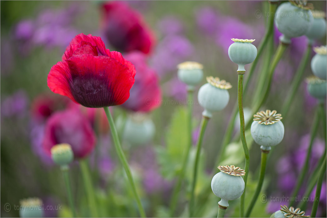 Poppies