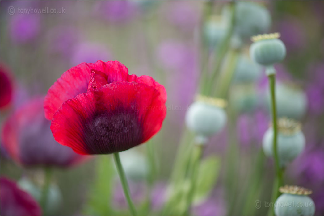 Poppies