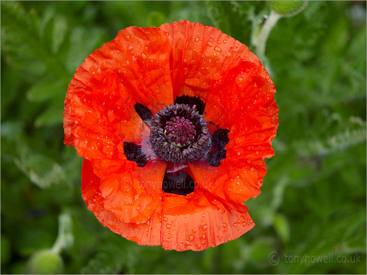 Poppy orientale Allegro