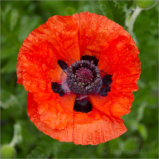 Poppy orientale Allegro