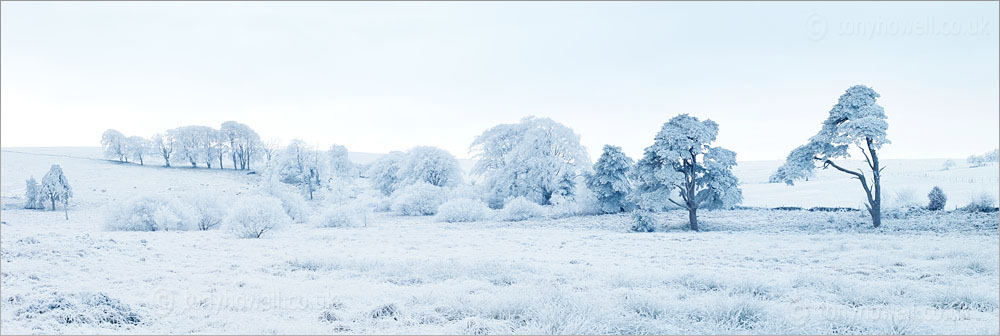 Trees, Sheep, Frost & Snow