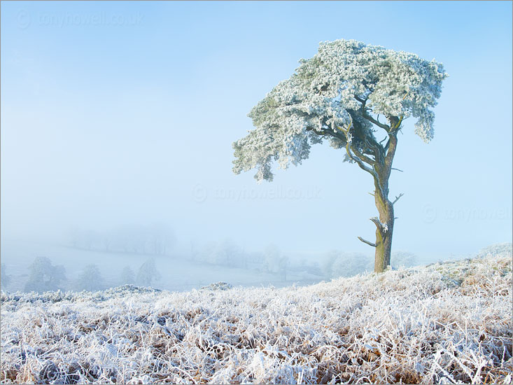 Scots Pine Tree, Snow