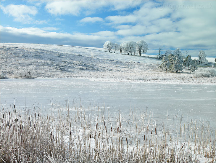 Trees, Frost & Snow