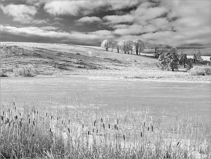 Trees, Frost & Snow