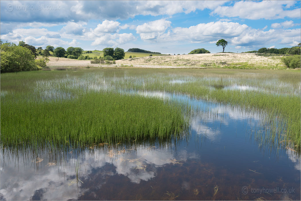 Priddy Ponds