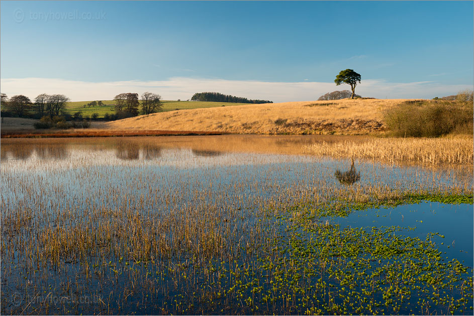 Scots Pine, Waldegrave Pool