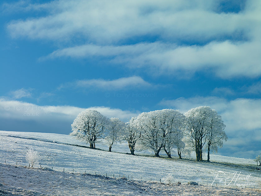 Beech Trees, Frost and Snow