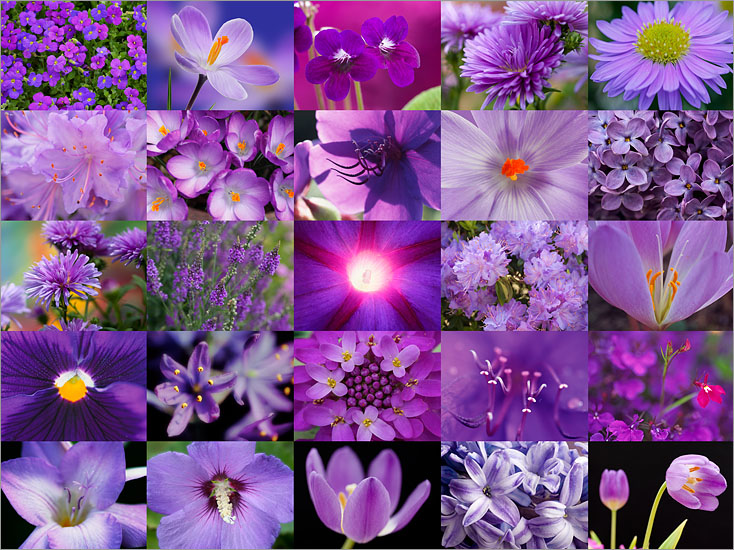 Purple Flower Collage