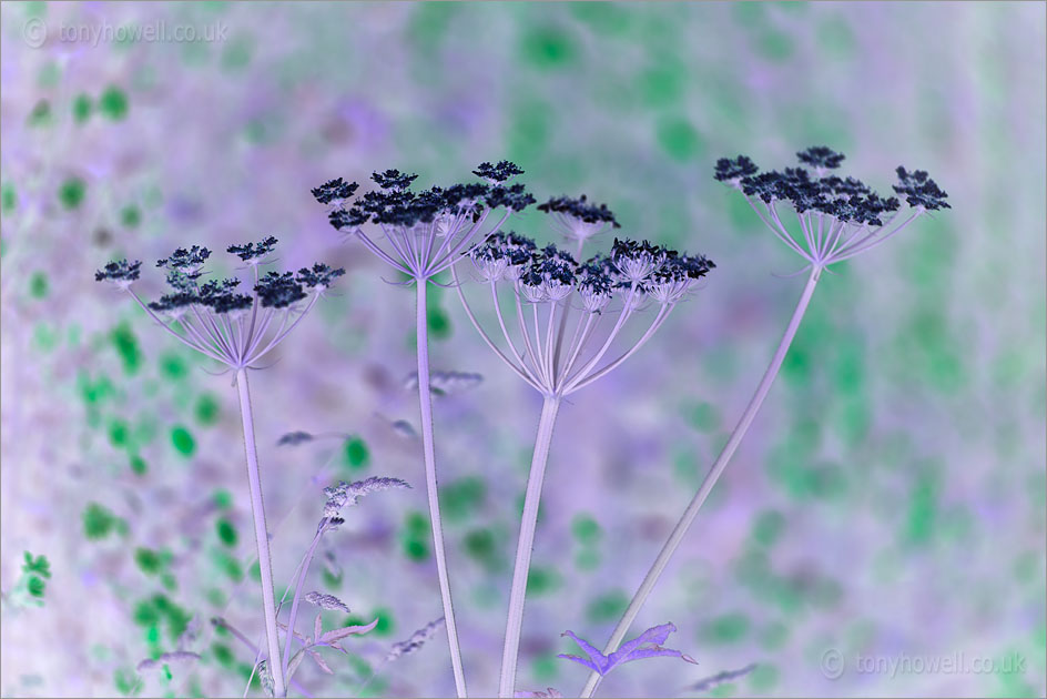 Hogweed <em>Heracleum sphondylium</em>