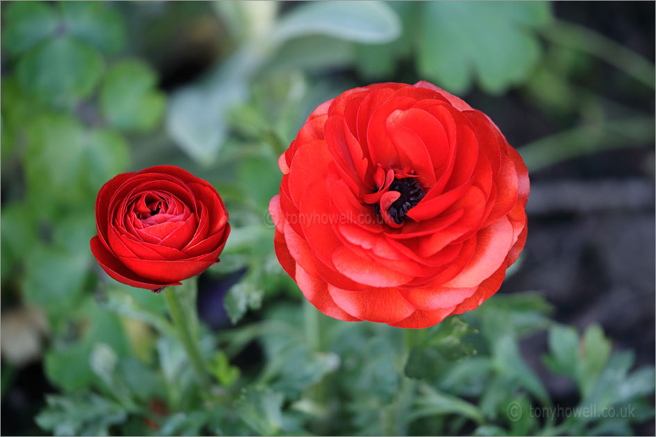 Rananculus asiaticus