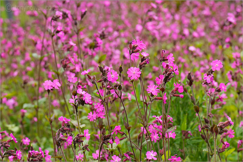 Red Campion