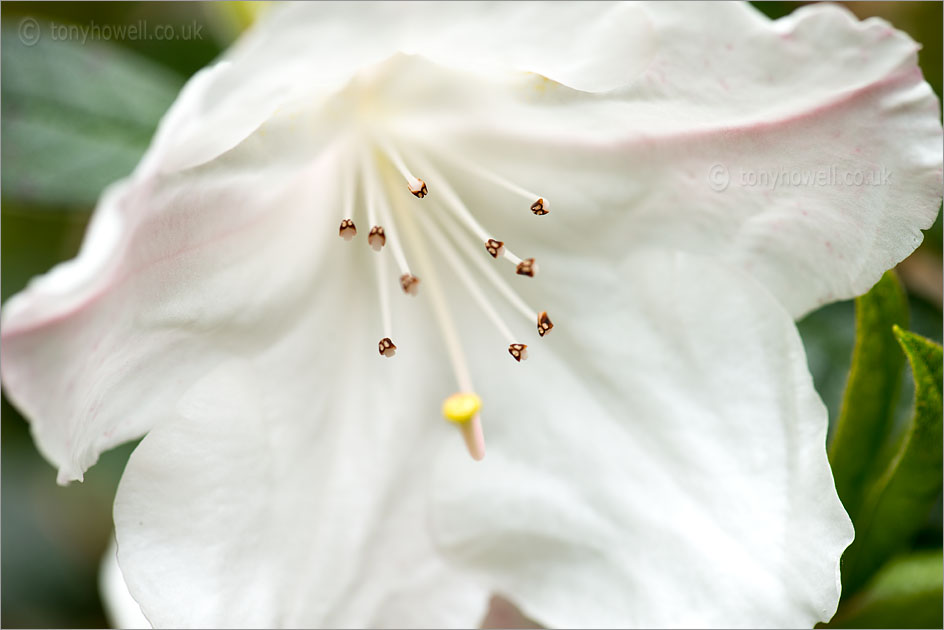 Rhododendron