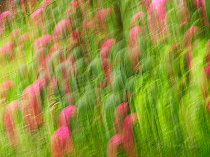 Rhododendron Blur