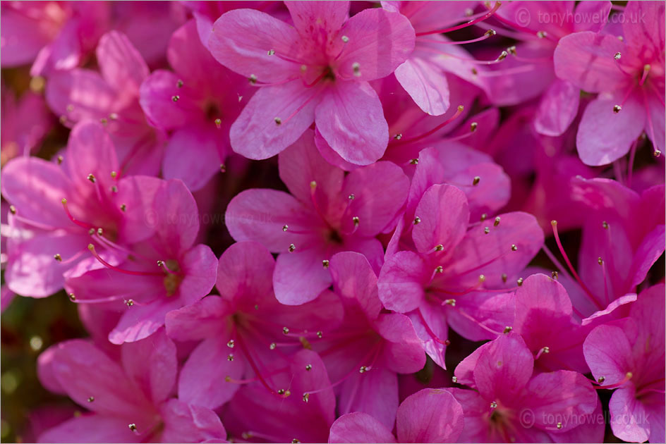 Rhododendron