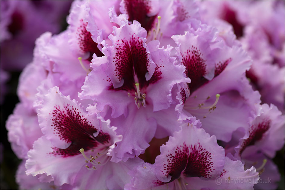 Rhododendron