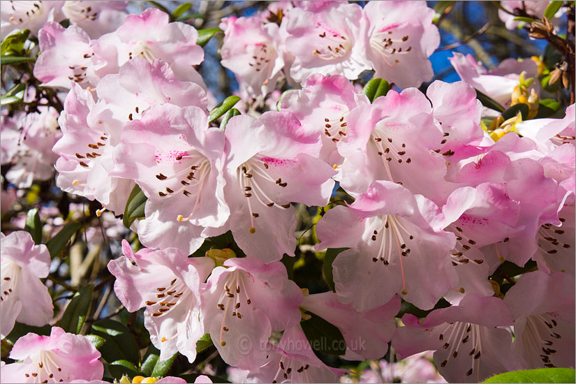 Rhododendron Flowers