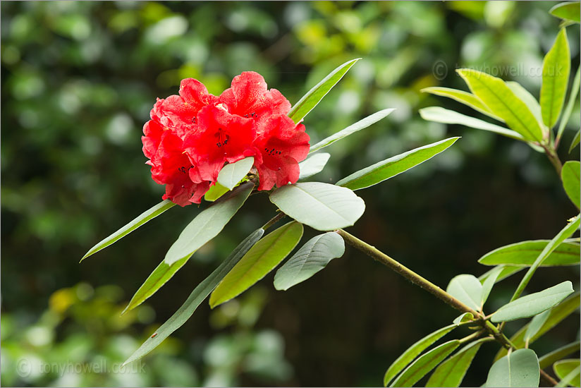 Rhododendron 