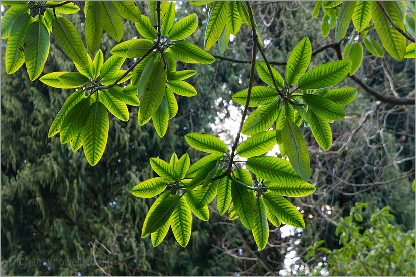 Rhododendron Leaves