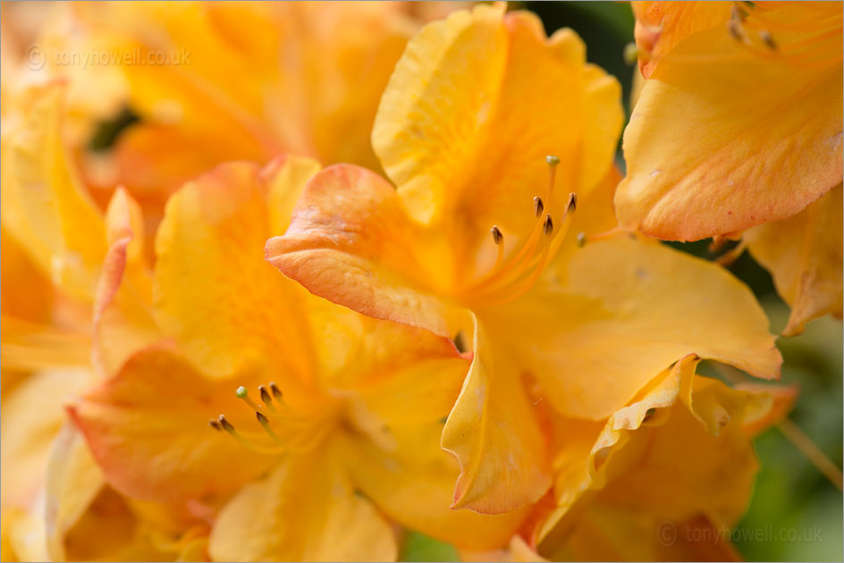 Rhododendron Mrs Oliver Slocock