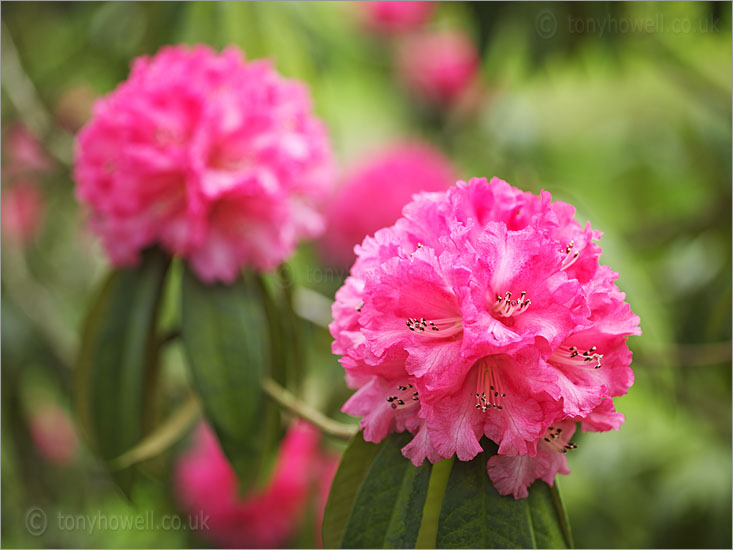 Rhododendron