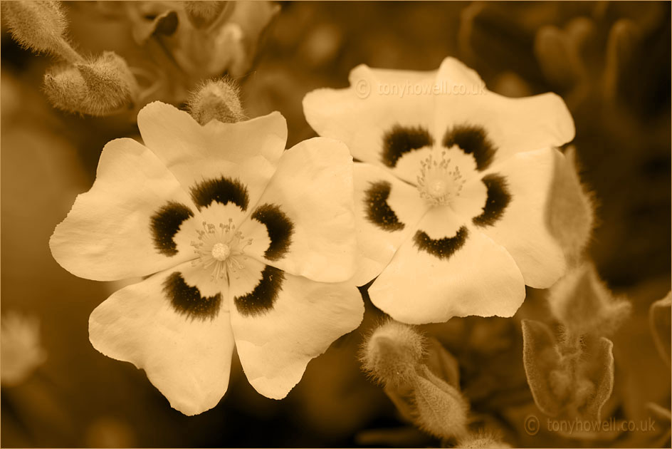 Sepia Rock Rose Flowers