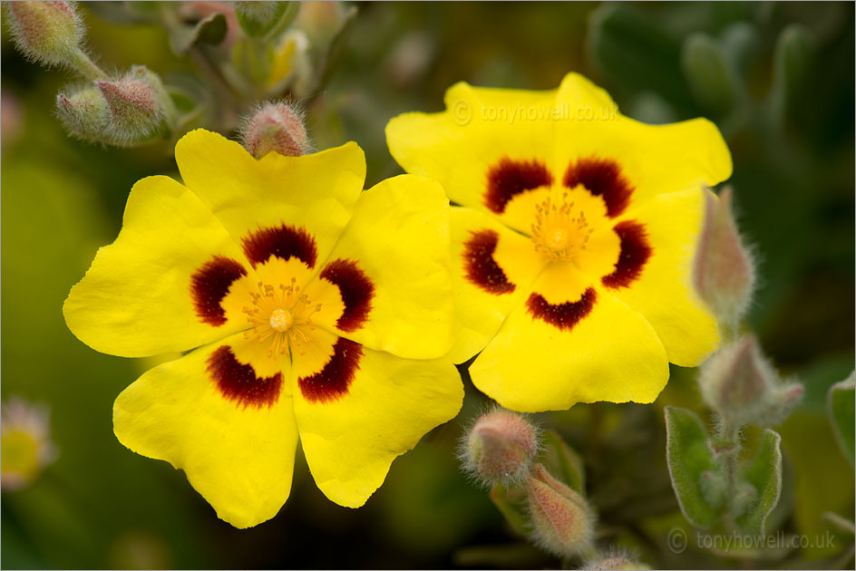 Yellow Rock Rose Flowers