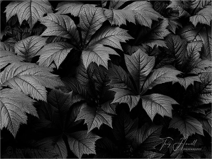 Rodgersia Leaves