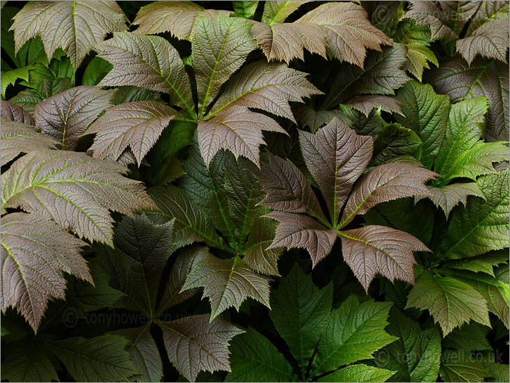 Rodgersia Leaves