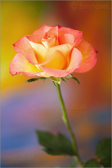 Peach Rose