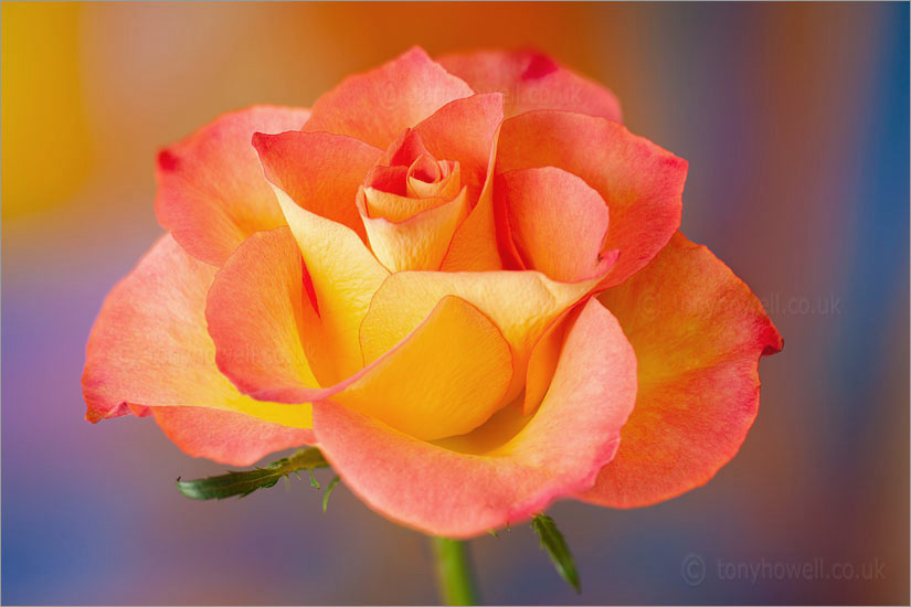 Pinky Peach Rose