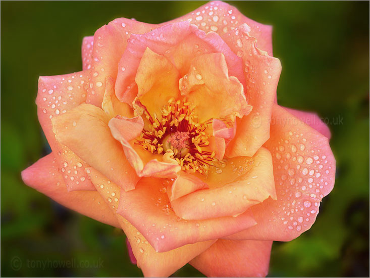 Rose with raindrops