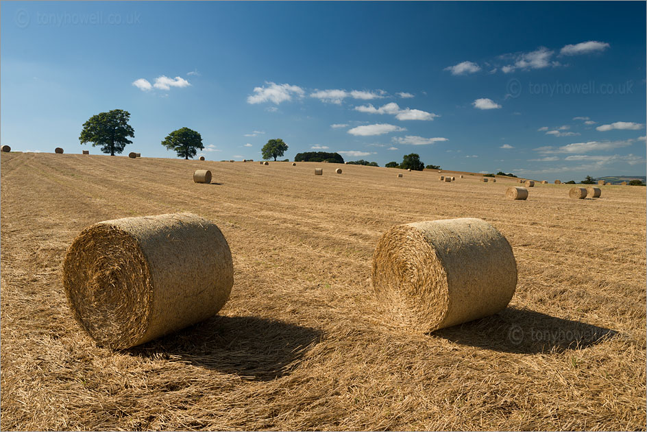 Hay Bales, Trees nr. North Curry