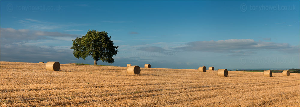 Hay Bales, Tree nr. North Curry