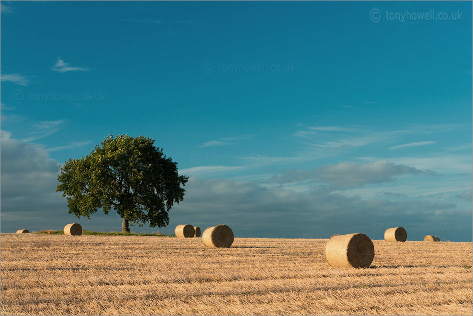 Hay Bales, Tree nr. North Curry