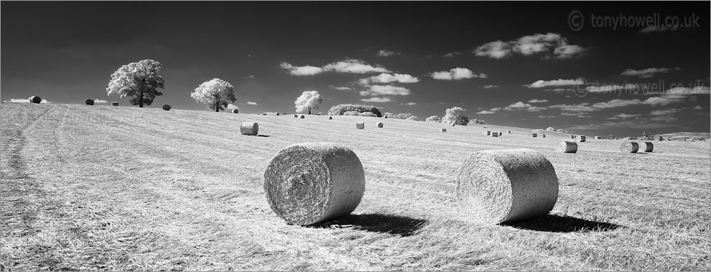 Hay Bales, Trees nr. North Curry (Infrared Camera, turns foliage white)