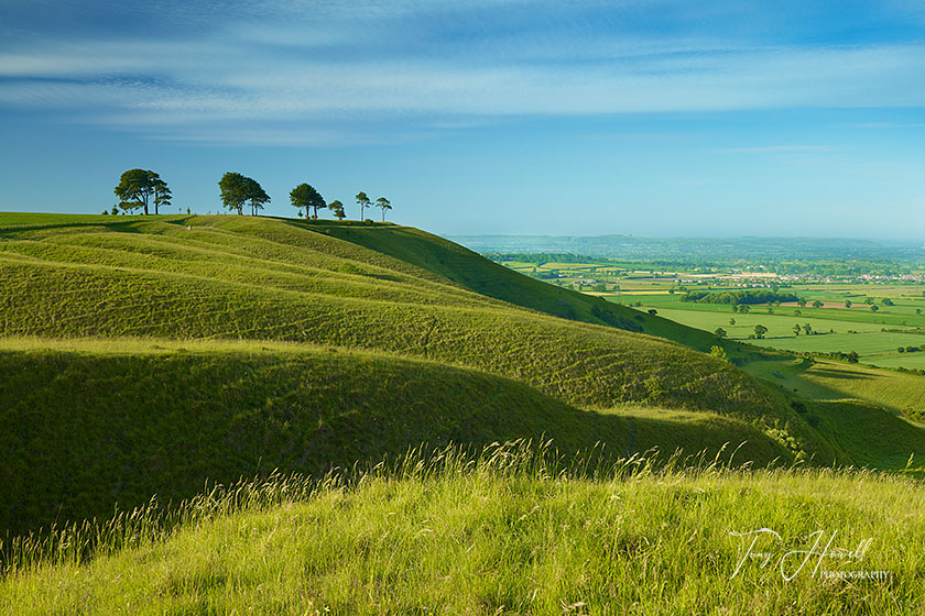 Roundway Hill