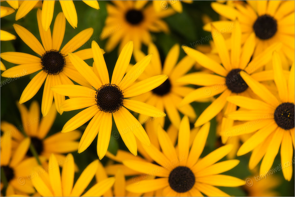 Rudbeckia 