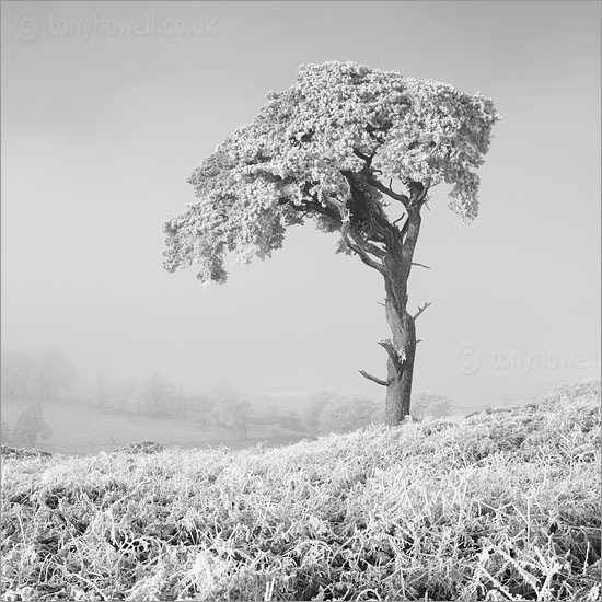 Scots Pine Tree, Priddy