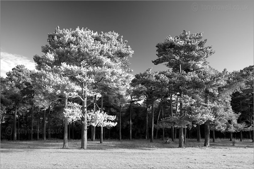 Scots Pine Trees