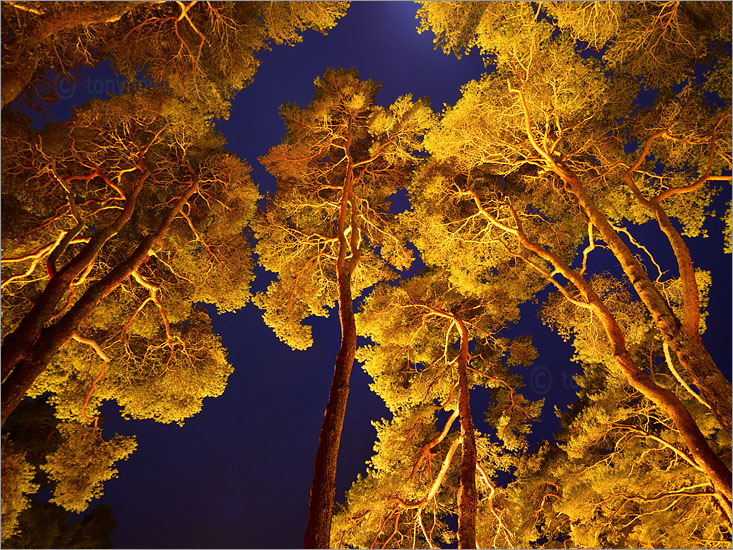 Scots Pine Trees, Night