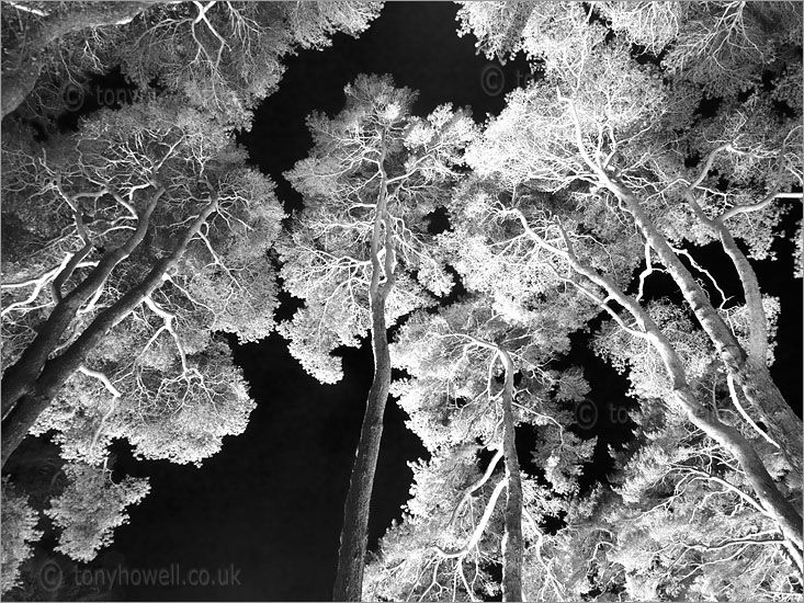 Scots Pine Trees, Night